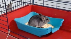 Kako podučiti chinchilla za toalet